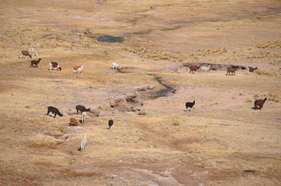 Rebanho de lhamas wm meio à montanhas na viagem entre Potosí e Tarija - Boívia